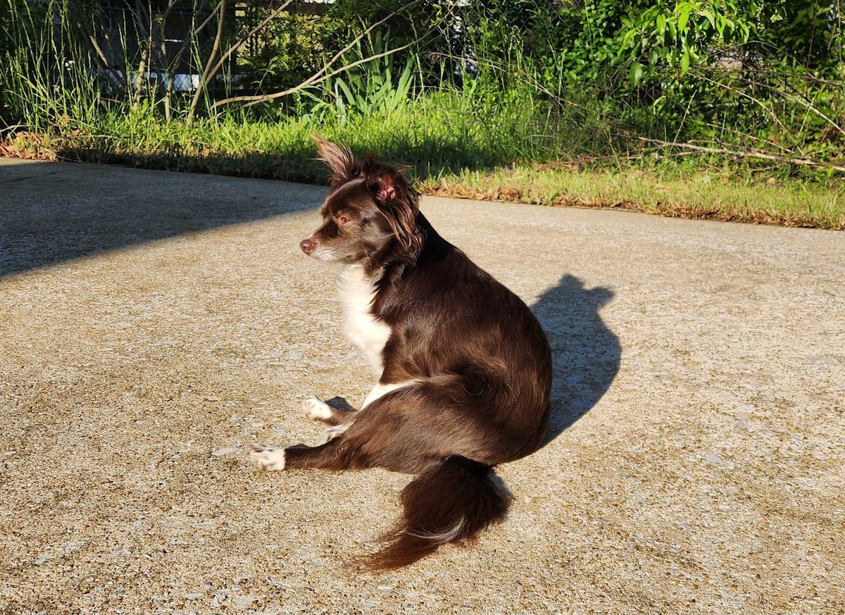 8 Things Penny Does That Make Me Laugh