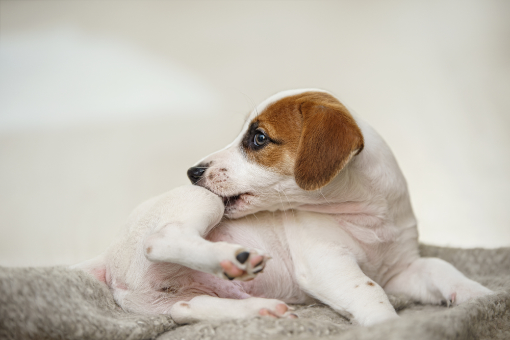 Puppy Jack russell with scratching himself and bite fleas