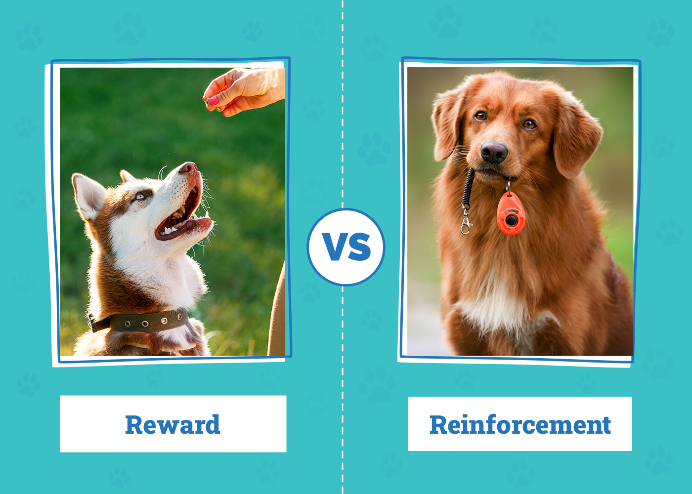 Reward vs Reinforcement in Dog Training: Vet-Verified Pros, Cons & Considerations