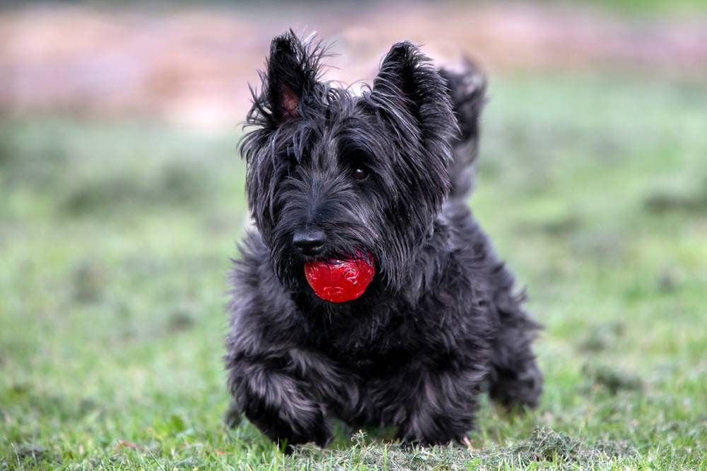 7 Ball Games for Dogs to Try With Your Pet