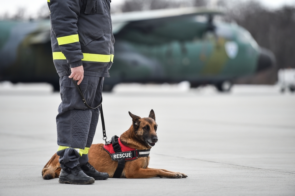 National Disaster Search Dog Foundation: What It Is & What They Do
