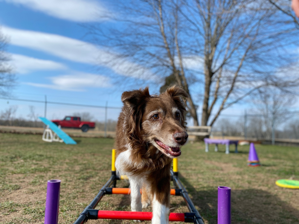 Senior Australian Shepherd on training course