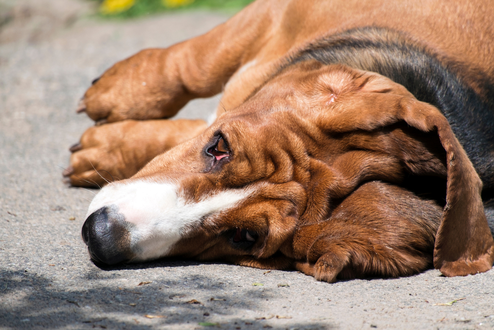 What Causes Dogs to Collapse After Vomiting? Our Vet Explains 5 Possible Causes
