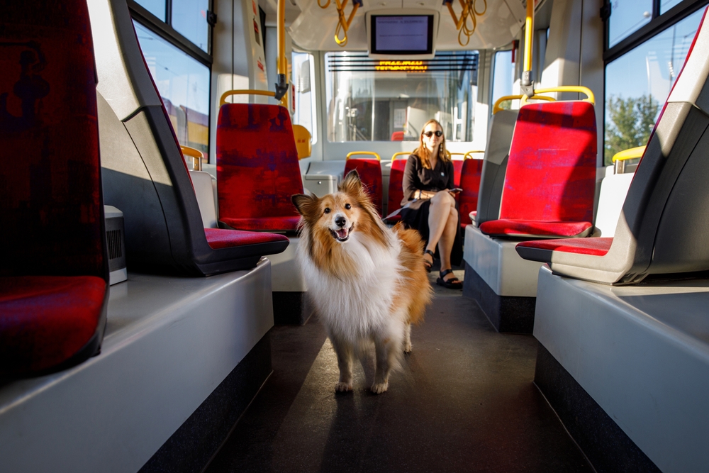 The owner with the dog riding in the city public transport