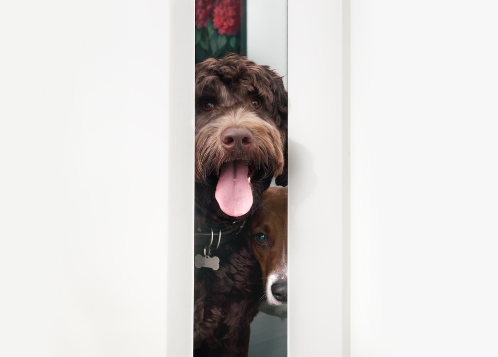Two dogs looking through open door from bathroom