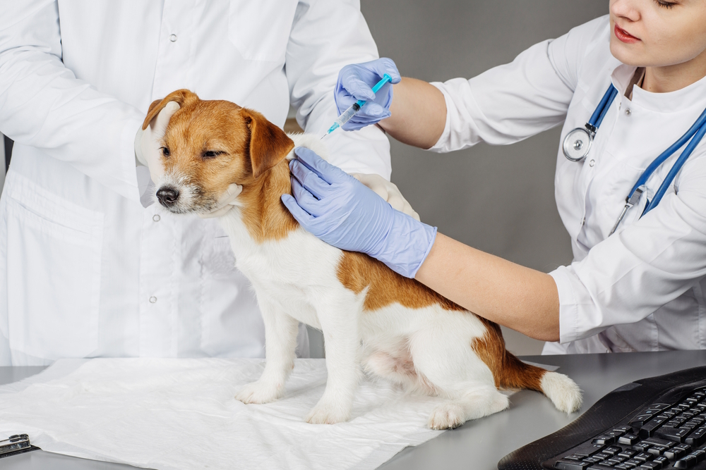 Veterinarian-giving-an-injection-to-a-dog_PRESSLAB