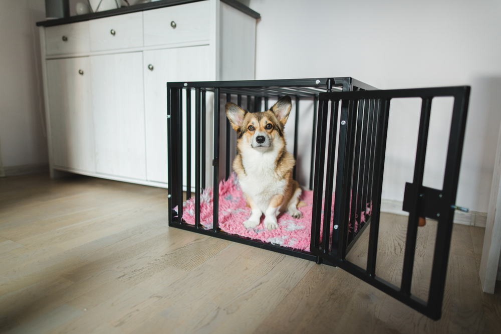 Should I Crate My Dog When I Leave the House? Vet-Approved Guide & Tips