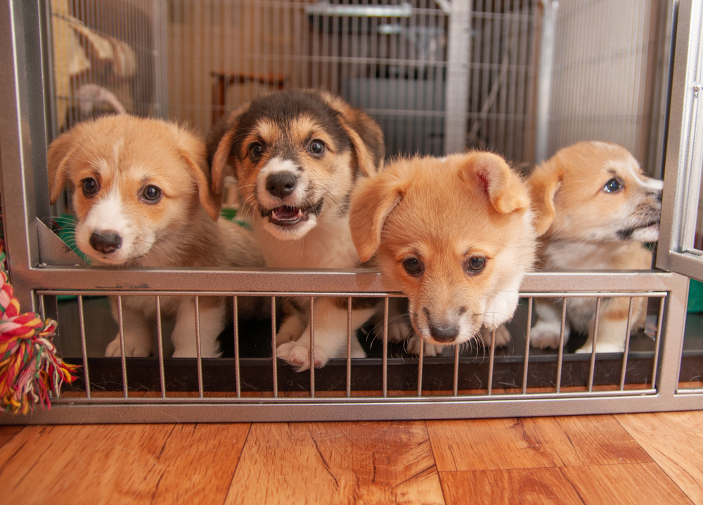 Why Is Breeding Dogs Bad? Vet-Verified Facts & FAQ