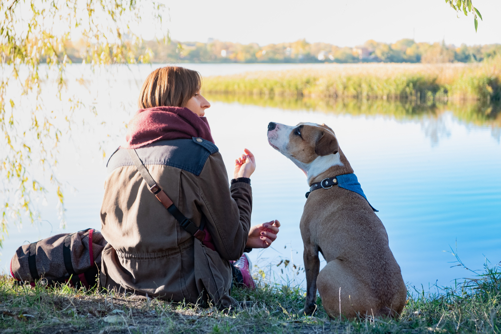 Can Dogs Understand English? Vet-Verified Communication Facts