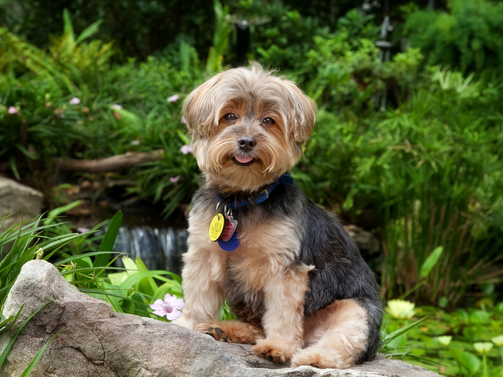 Yorkshire Terrier with a handful of tags
