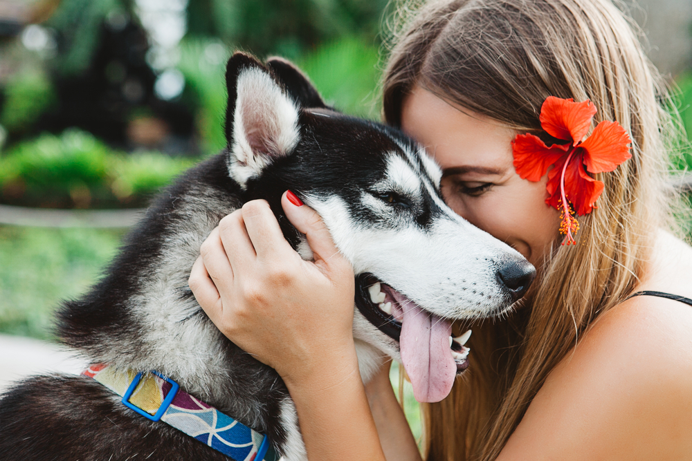 Traveling to Hawaii With a Dog: Vet-Verified Checklist for a Smooth Trip