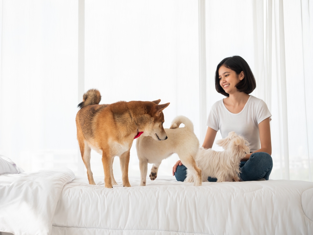 Why Does My Dog Go Crazy on My Bed? 5 Vet-Verified Reasons Explained