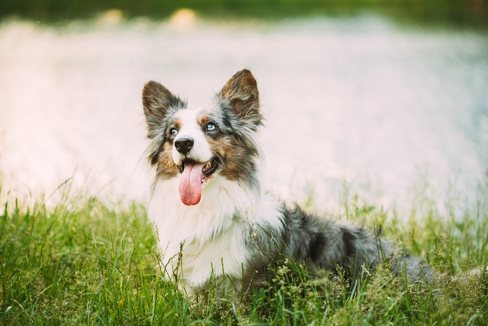 a happy blue merle cardigan welsh corgi with blue eyes outdoors