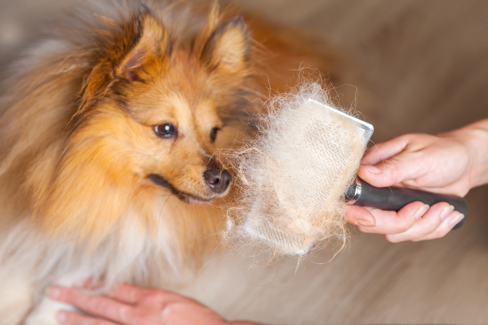 How to Reduce Dog Shedding: 9 Vet-Approved Tips & Tricks