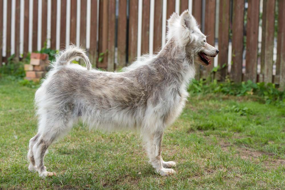 Alopecia in Dogs: Vet-Verified Causes, Signs & Treatments