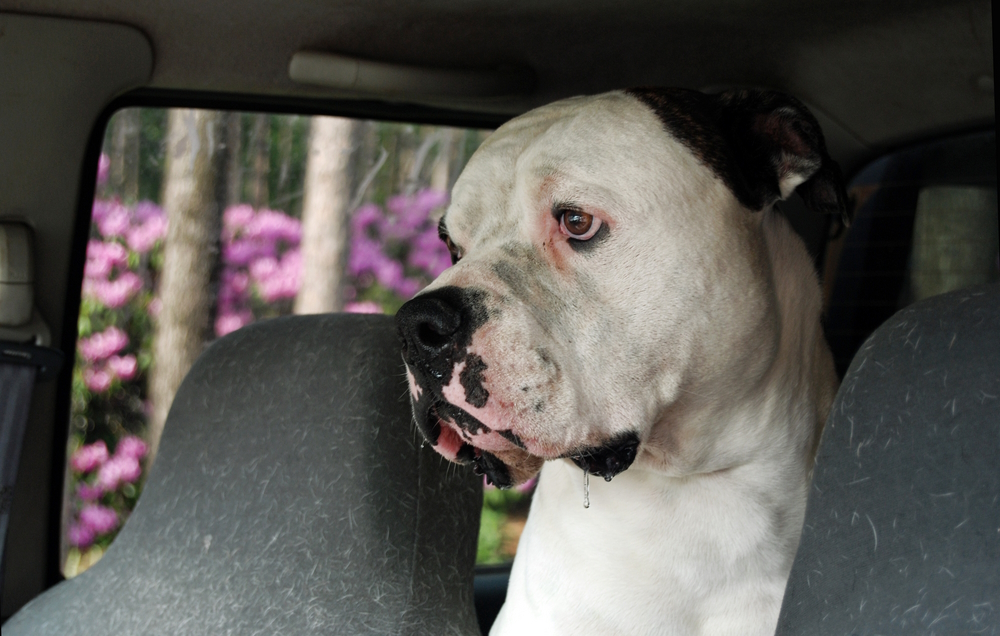 american-bulldog-drooling-in-car
