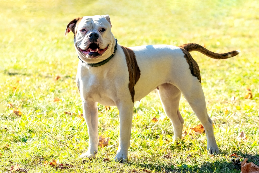 american bulldog standing outdoors