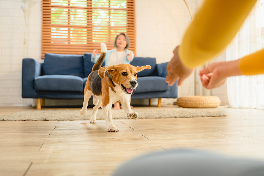 How To Prepare Your Home For A Puppy: Vet-Verified Tips
