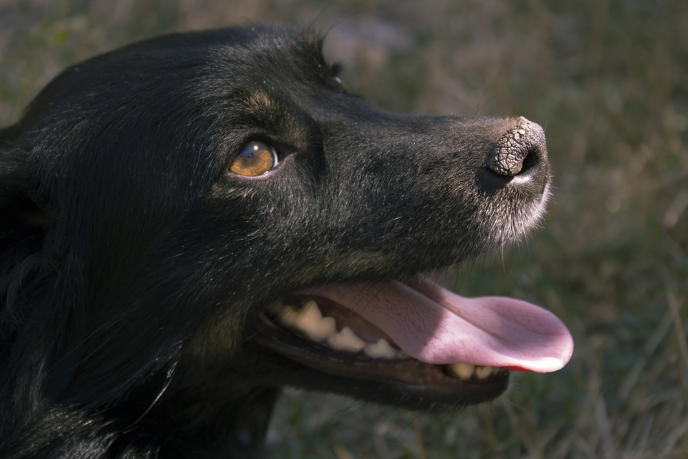 What Does It Mean if a Dog’s Nose Is Dry? 10 Vet-Verified Reasons & What to Do