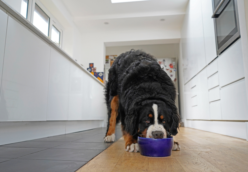 What Is Resource Guarding in Dogs? Vet-Verified Behavior Explained & FAQ