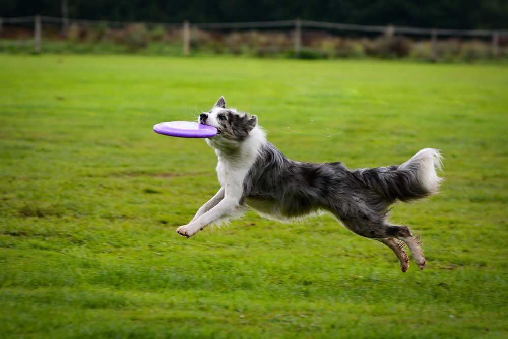 border collie dog catching frisbee