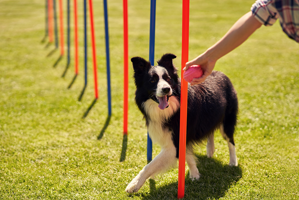 Border collie dog doing agility training in the backyard