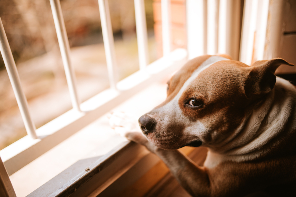 Do Dogs Miss You When You're Gone? 7 Vet-Verified Signs