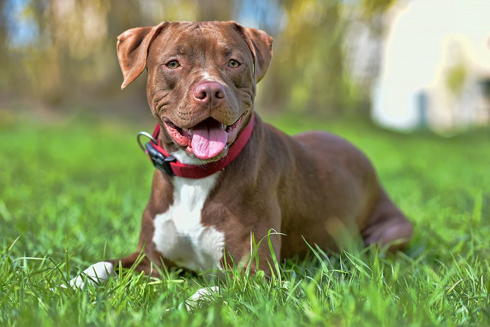 Are Pit Bulls Allowed in Dog Parks? Breed-Specific Legislation Explained (Vet-Approved)