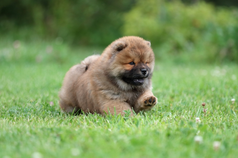 When Do Puppies Start Walking? Early Development Explained (Vet-Verified)