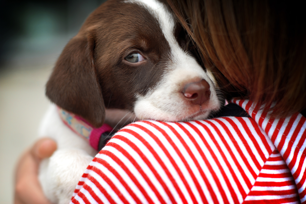 I Gave My Dog Away & Regret It: How to Avoid This Mistake