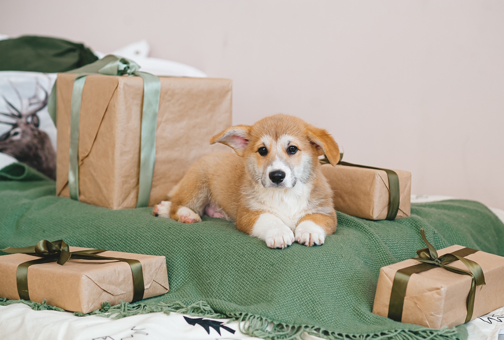 20 Luxury Dog Gifts: Unique Products for the Pampered Pooch