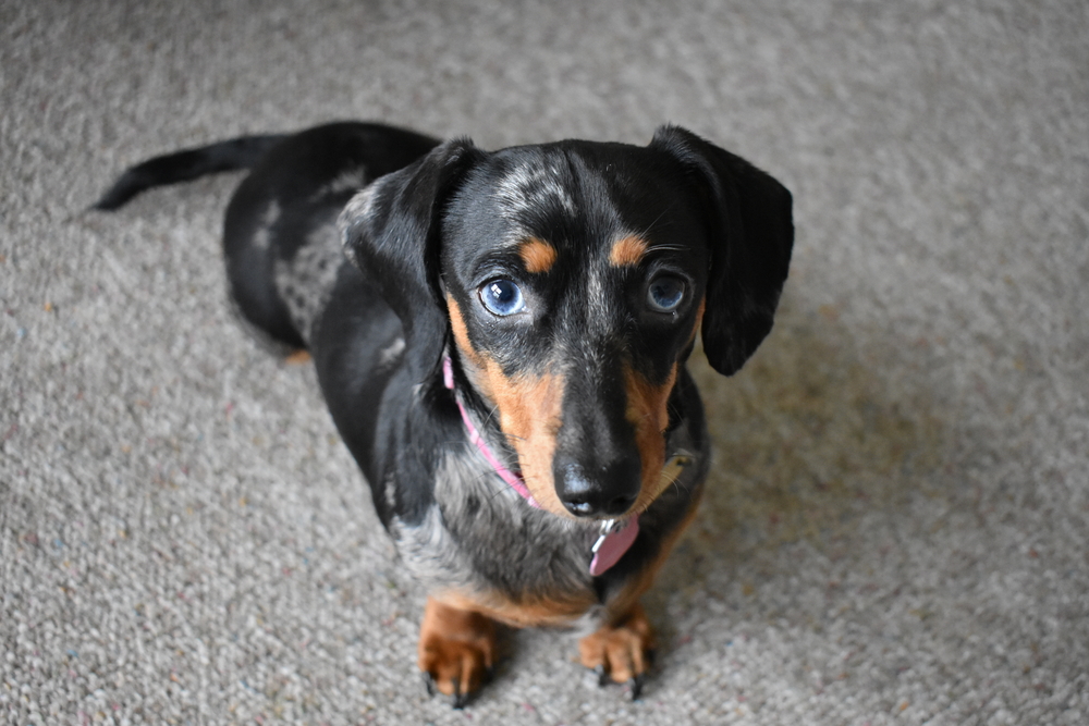 Why Is My Dachshund Coughing? 12 Vet-Reviewed Reasons