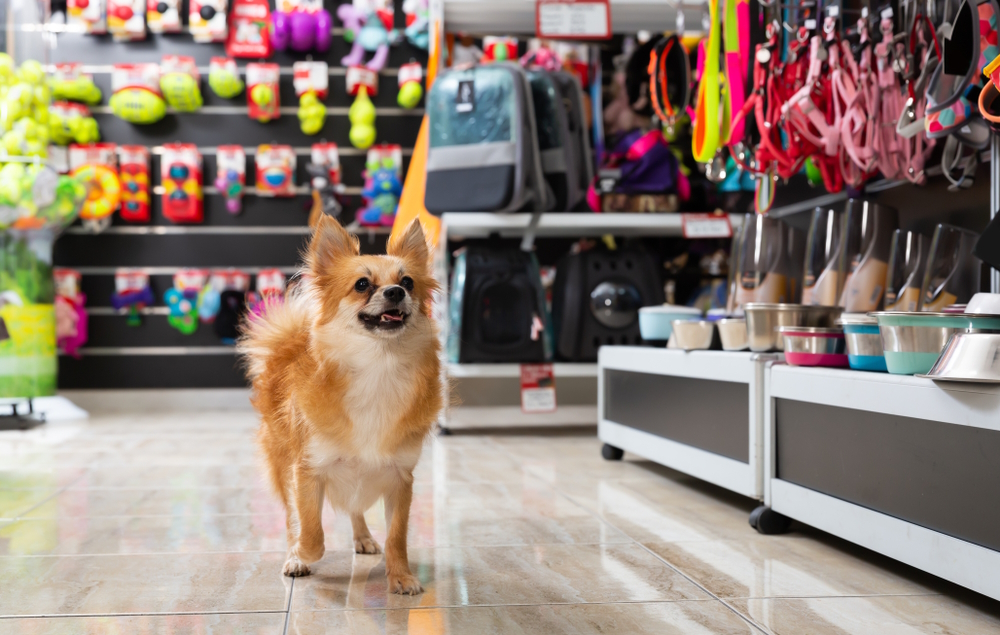 33 Cool Dog Products You Can Grab Today (2026 Guide)