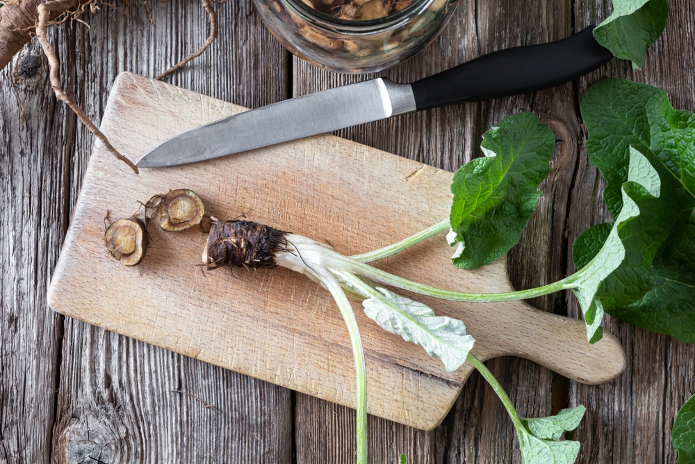 cutting-burdock-root