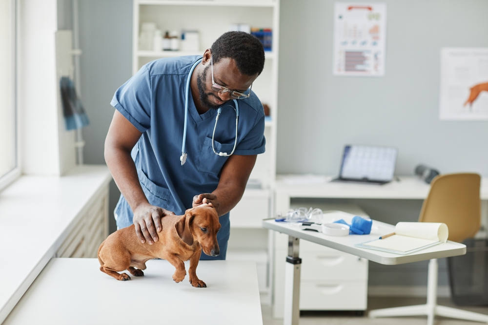 Chronic Hepatitis In Dogs: Our Vet Discusses Signs, Causes & Treatment