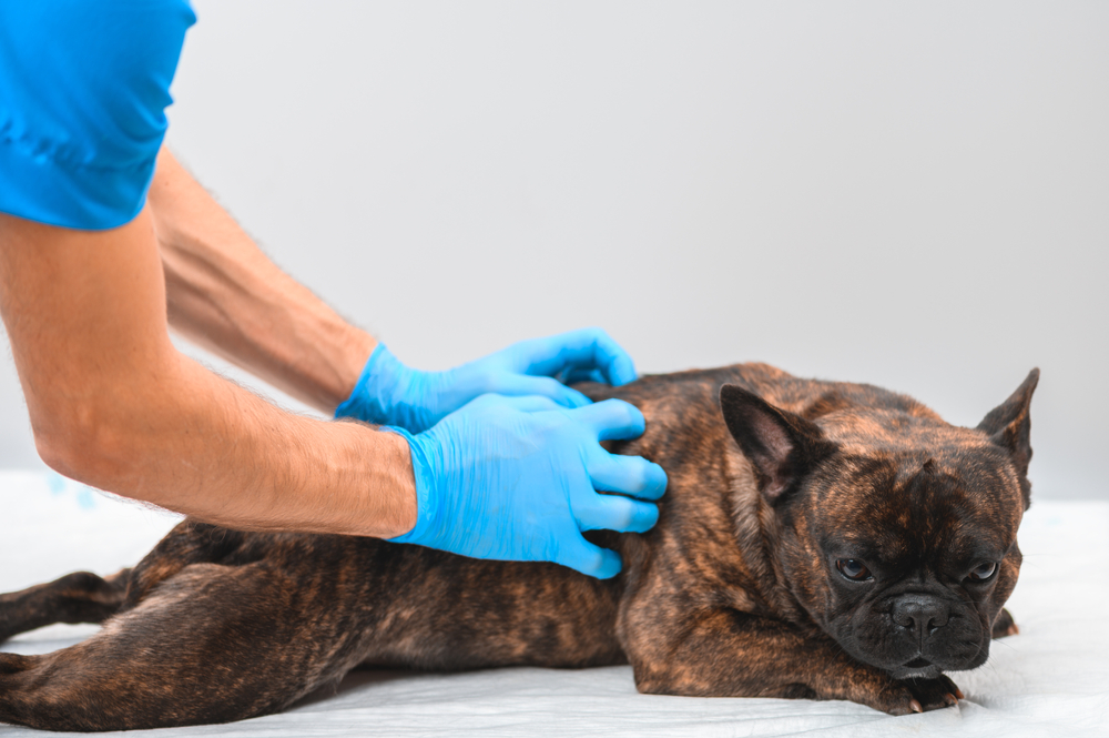 doctor in disposable gloves gives a french bulldog a back massage