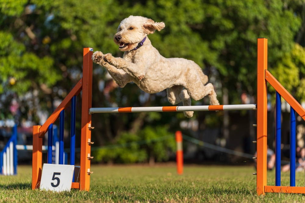 Dog Parkour: What It Is & How to Do It With Your Pup