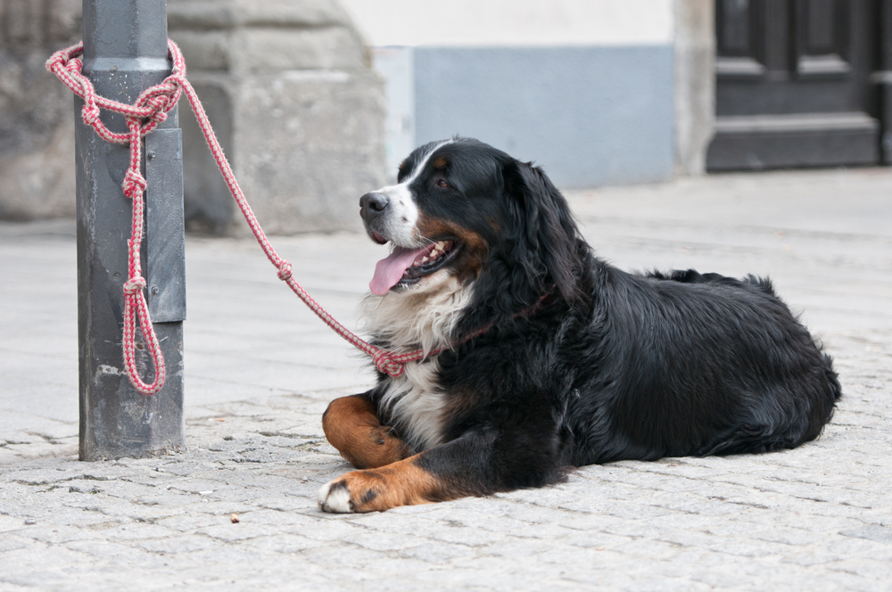 Should You Tether a Dog? Concerns Explained (Vet-Verified)
