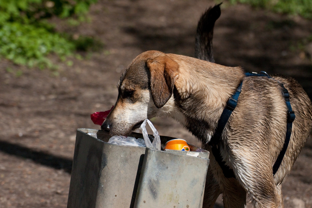Why Does My Dog Get Into the Trash? 5 Vet-Reviewed Reasons