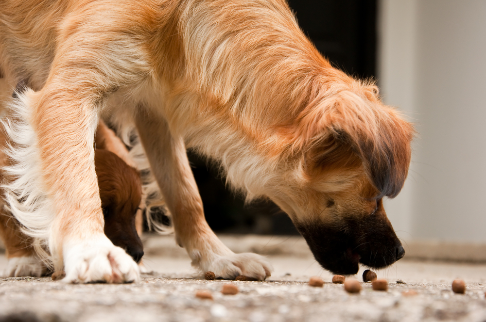 dog eating kibbles on the floor