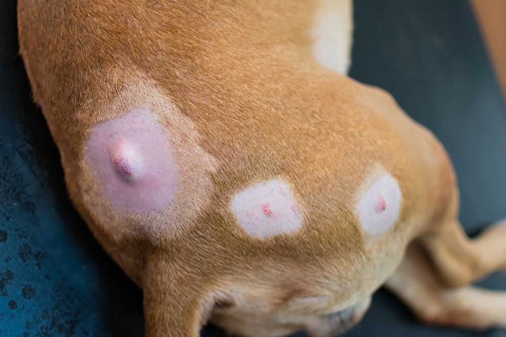 dog false cysts