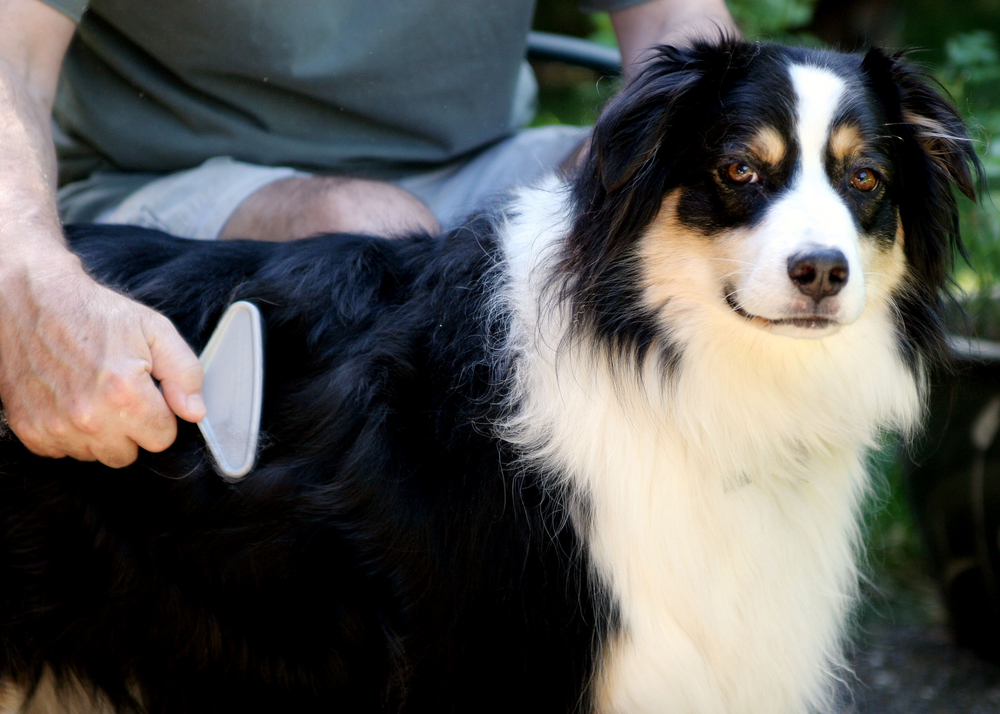 Can I Groom My Own Dog? 12 Vet-Approved Care Tips