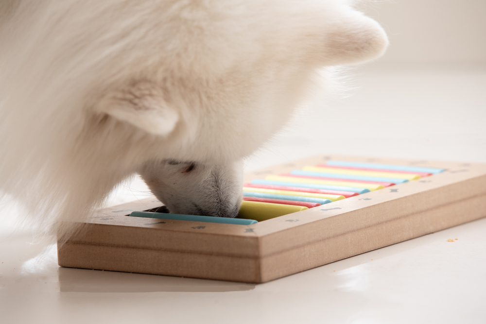 dog is looking for delicious dried treats in food puzzle toy