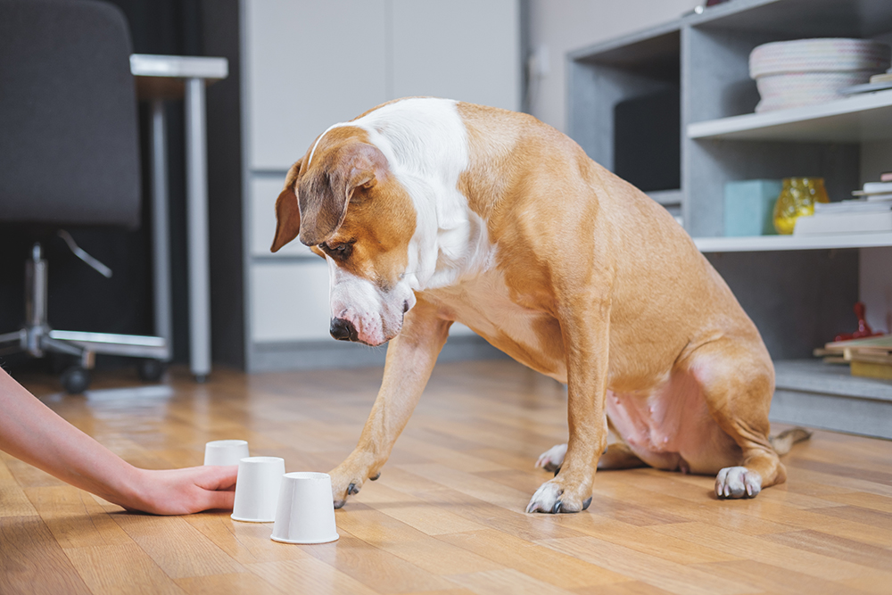 9 Dog Food Games to Play to Make Mealtime Fun for Your Pup