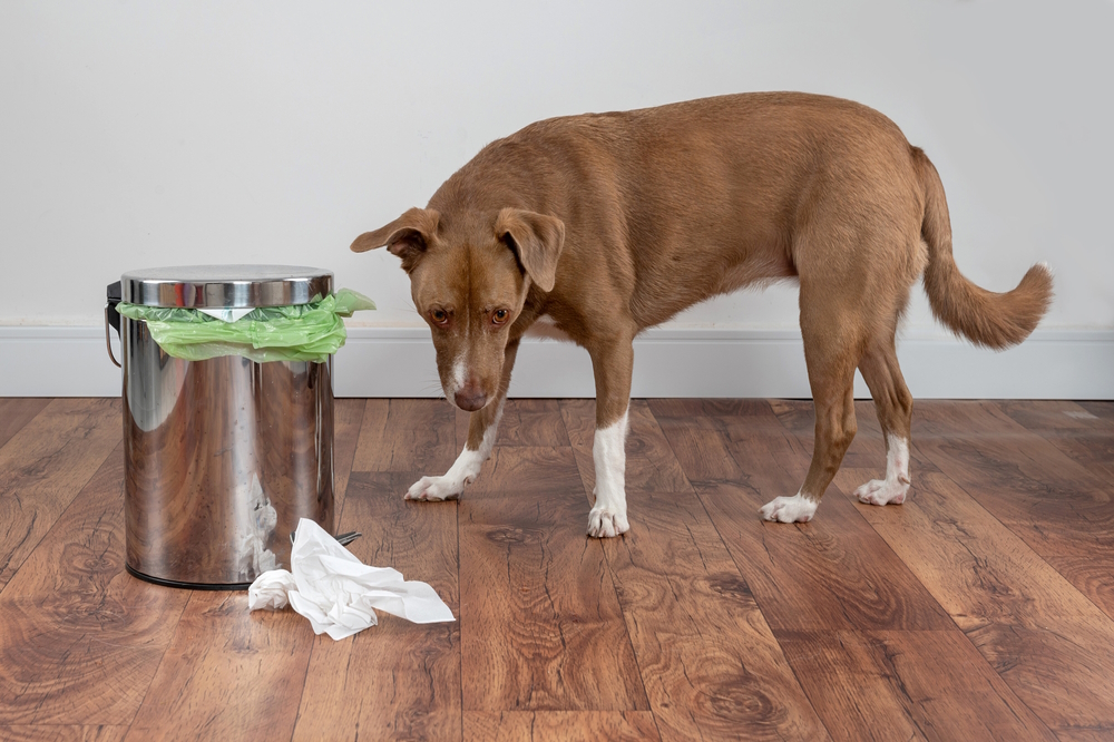 dog-playing-with-garbage