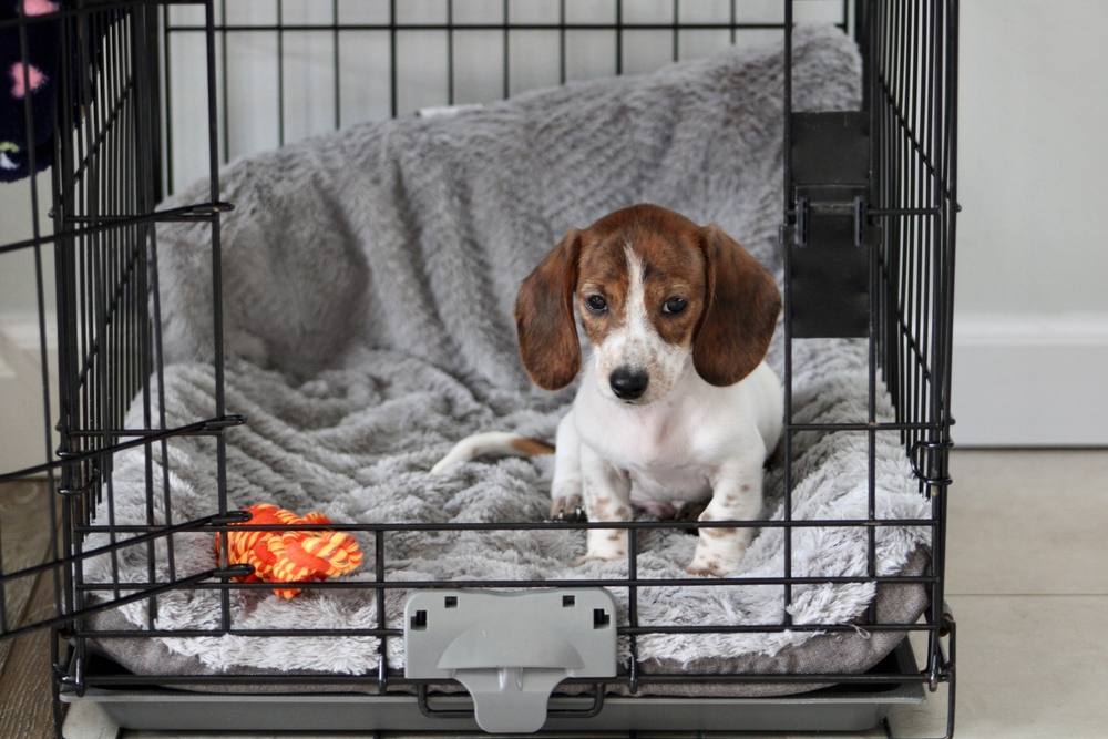 The Crate Setup Most Dog Owners Get Wrong (And How To Fix It!)