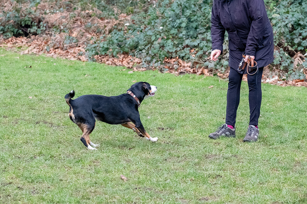 dog running towards a woman