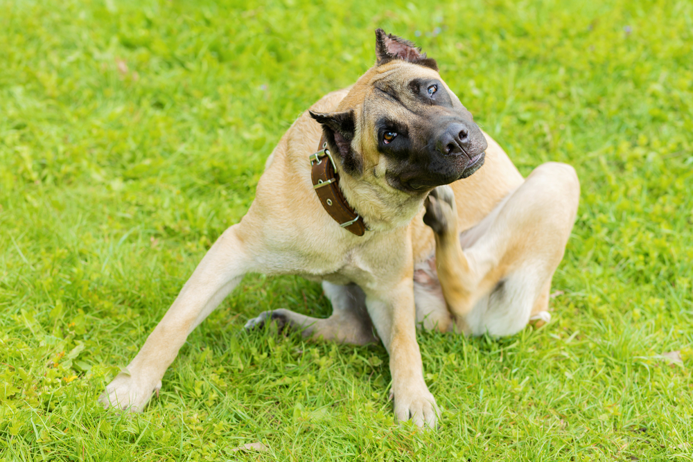 8 Vet-Verified Signs of an Allergic Reaction in Dogs to Be Aware Of