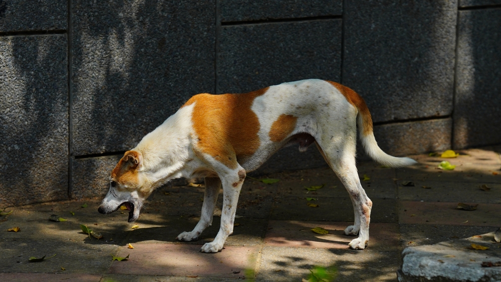 Antifreeze Poisoning in Dogs: Dangers, Toxicity & Treatments (Vet Answer)