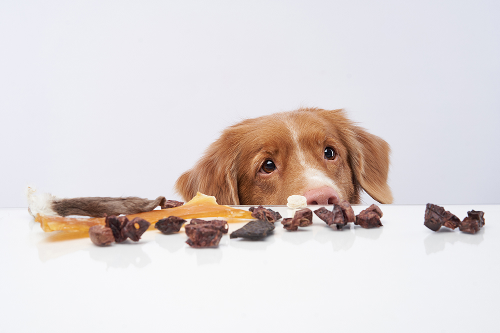 dog trying to steal a treat from the table